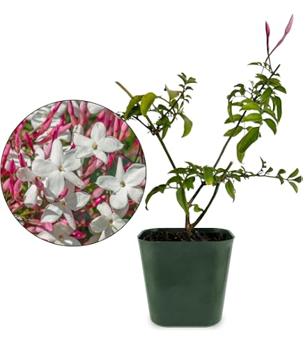Amazon.com : Generic Mini Pink Jasmine Vine, Fragrant and Live